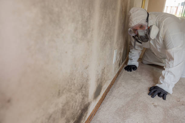 Why You Should Choose Our Mold Remediation Services in Frederick, MD